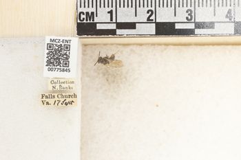 Media type: image;   Entomology 775845 Aspect: Labels